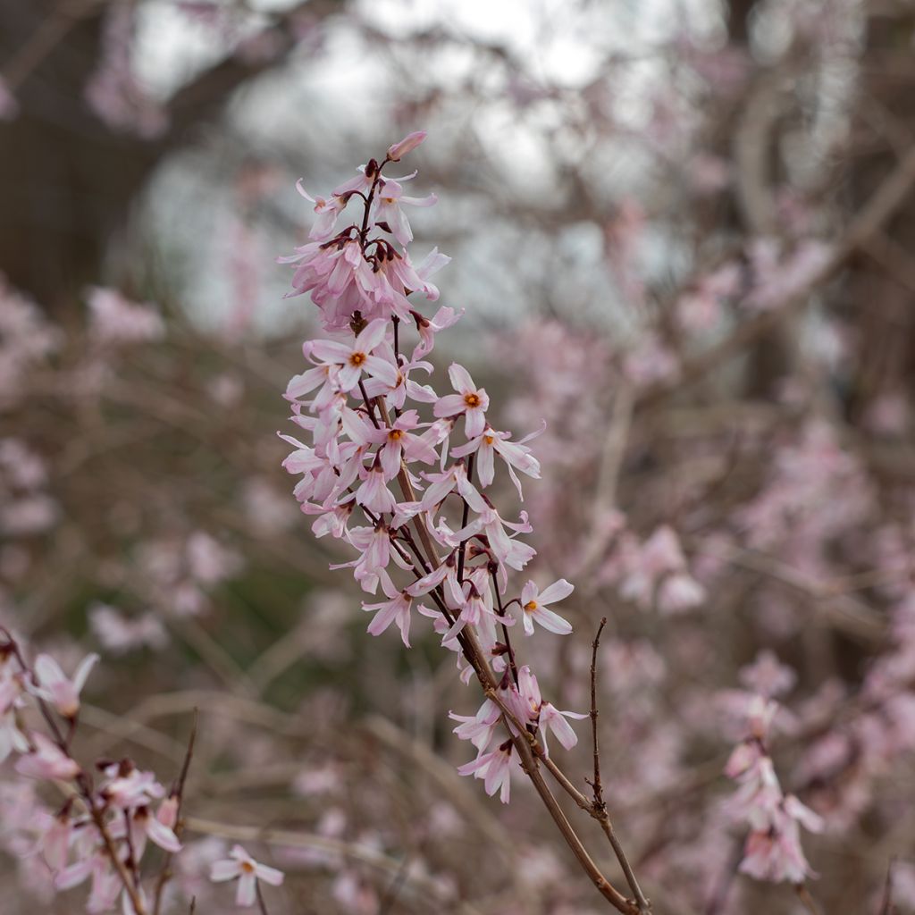 Abeliophyllum distichum Roseum - Forsitia rosa de Corea