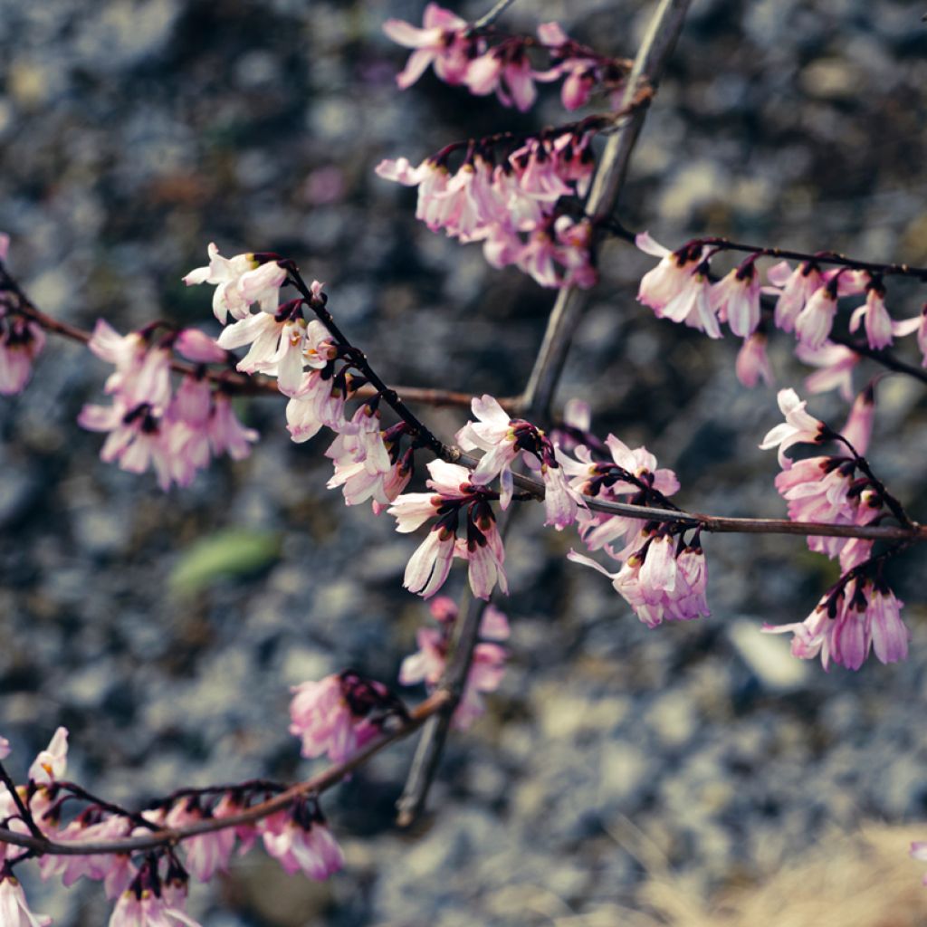 Abeliophyllum distichum Roseum - Forsitia rosa de Corea