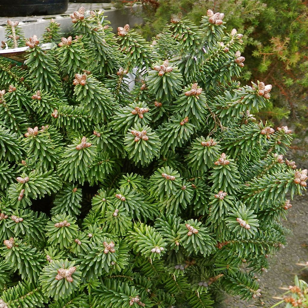 Abies balsamea Piccolo - Sapin baumier nain