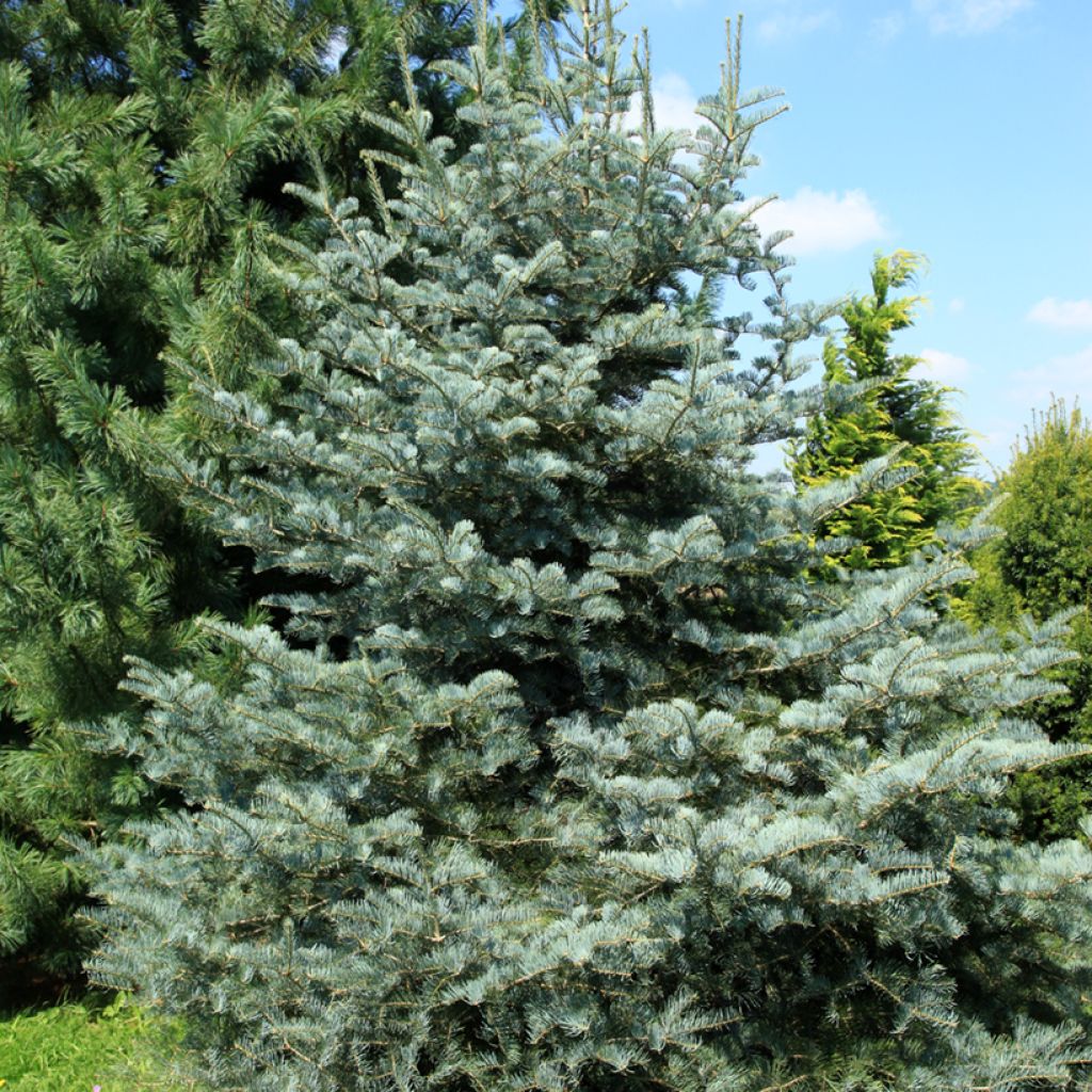 Sapin du Colorado - Abies concolor Violacea