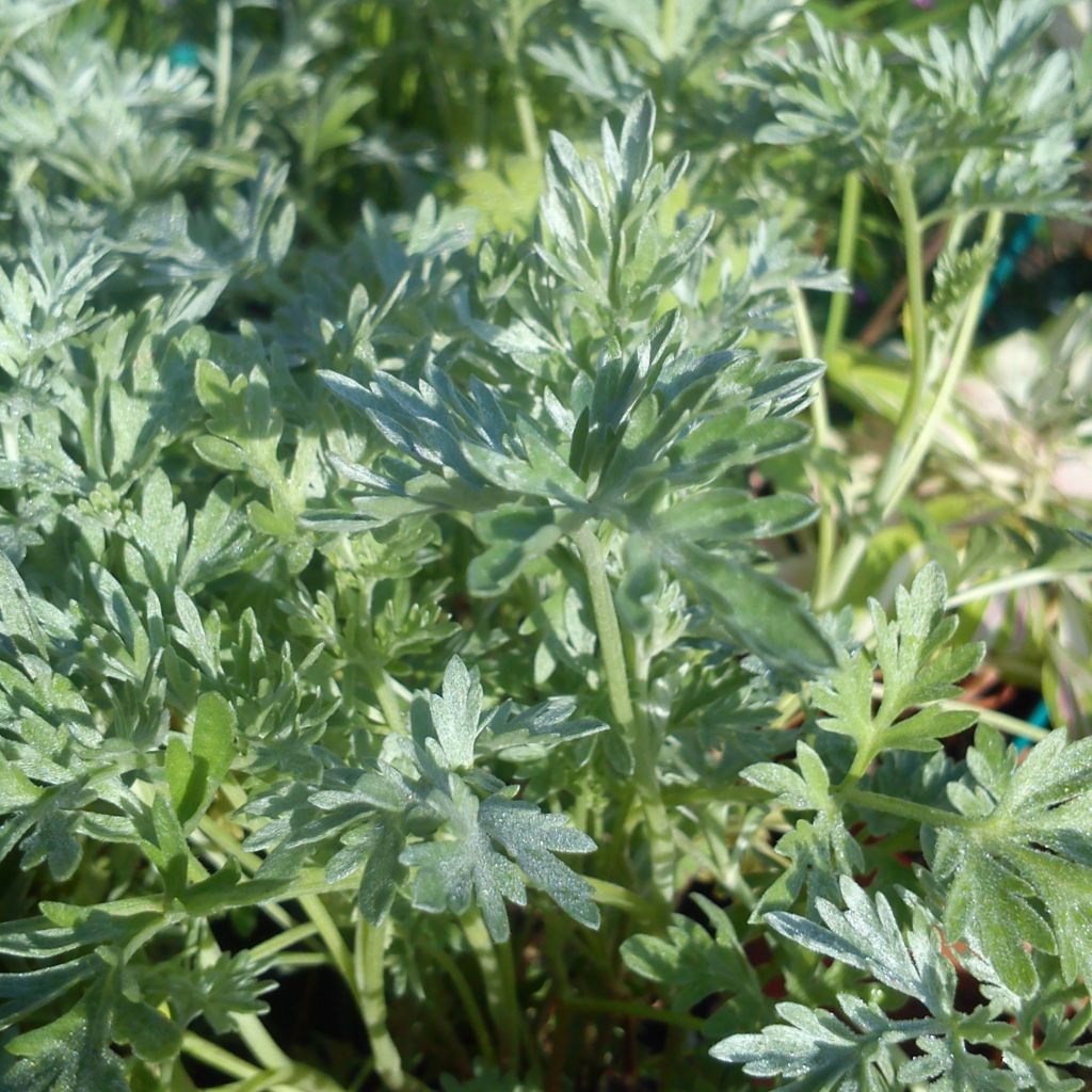 Ajenjo - Artemisia absinthium