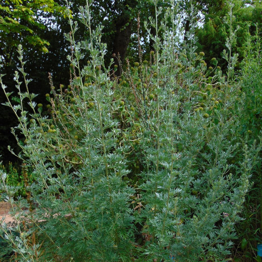 Ajenjo - Artemisia absinthium