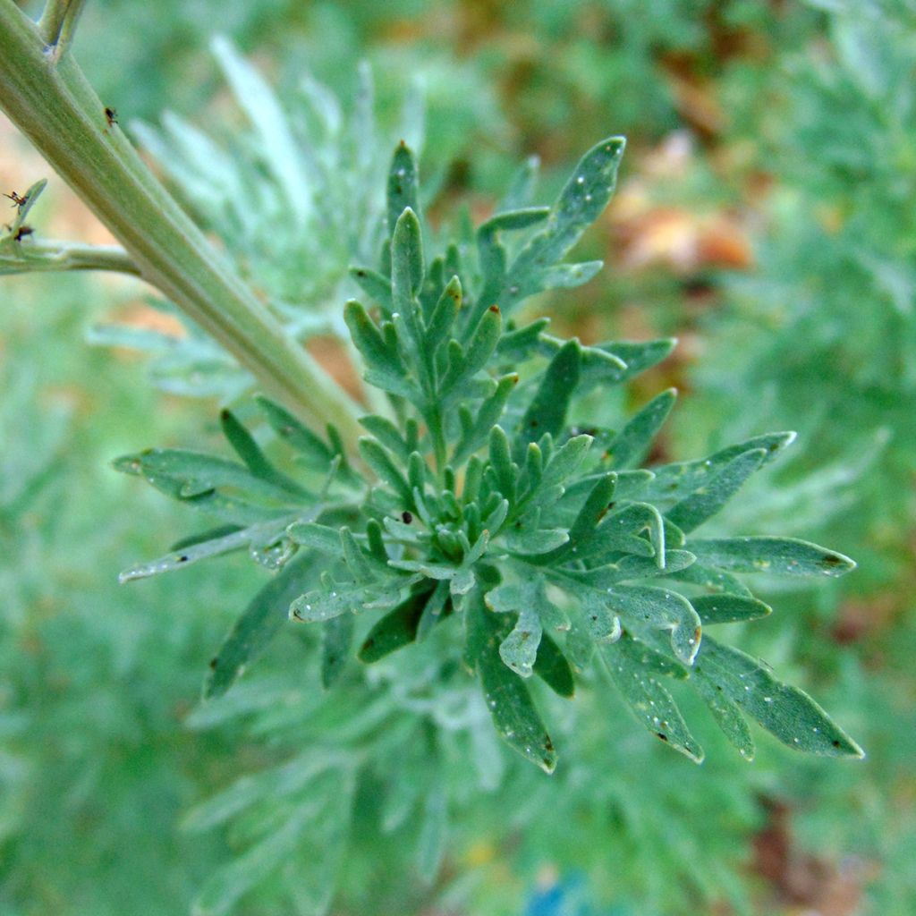 Ajenjo - Artemisia absinthium