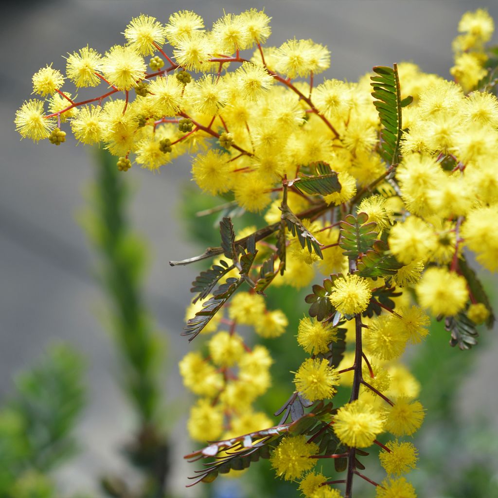 Acacia baileyana Songlines - Mimosa
