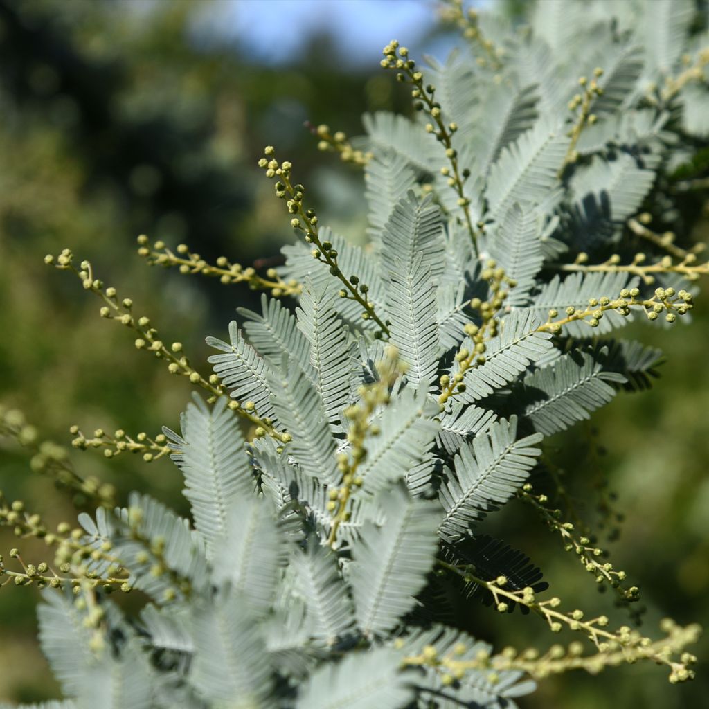 Acacia baileyana Songlines - Mimosa