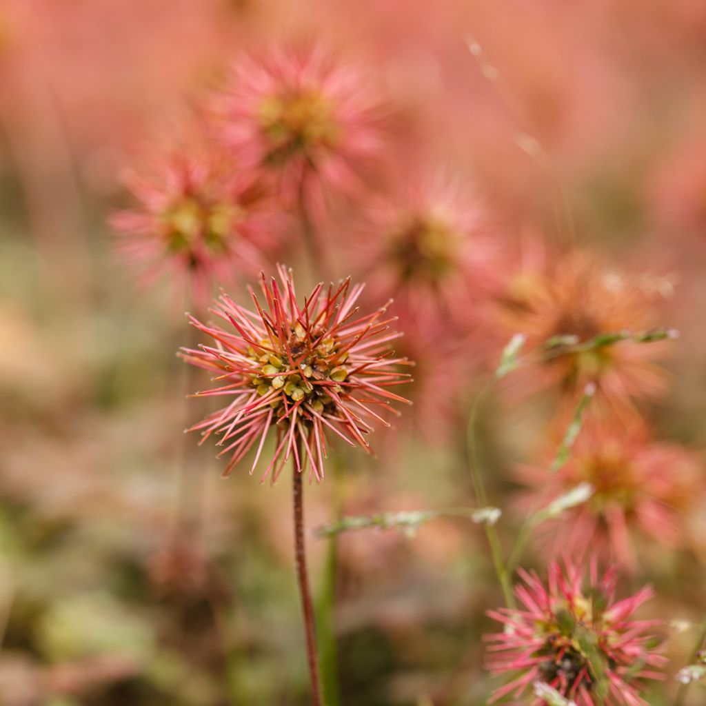 Acaena microphylla - Abrojos