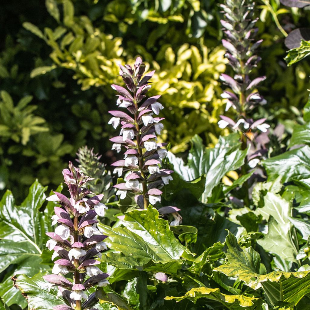 Acanto Húngaro - Acanthus hungaricus White Lips