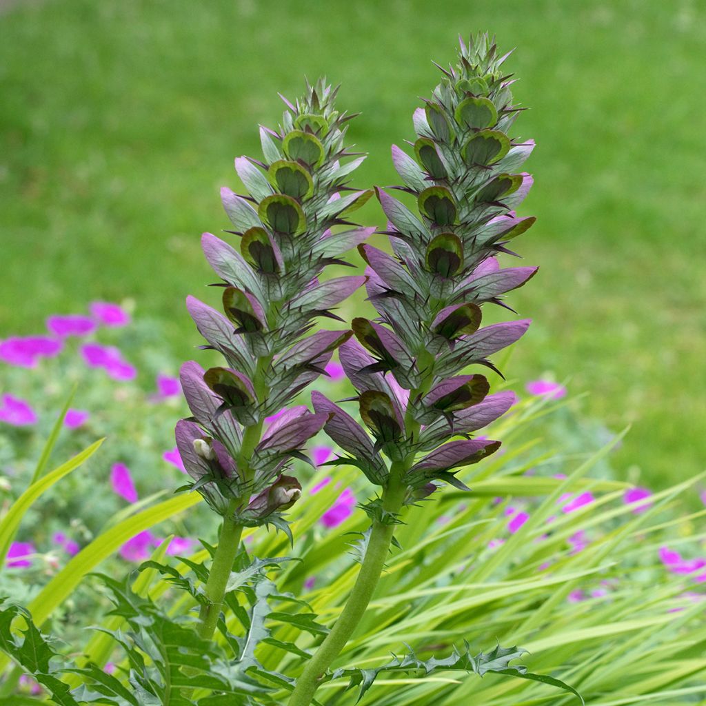 Acanto espinoso - Acanthus spinosus