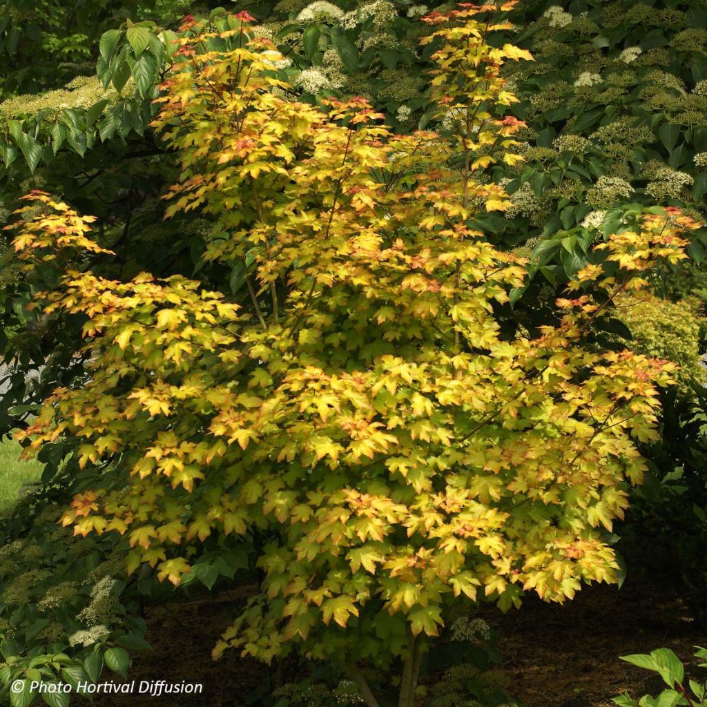 Erable - Acer X ORIENTALIA ®  Minorient ®