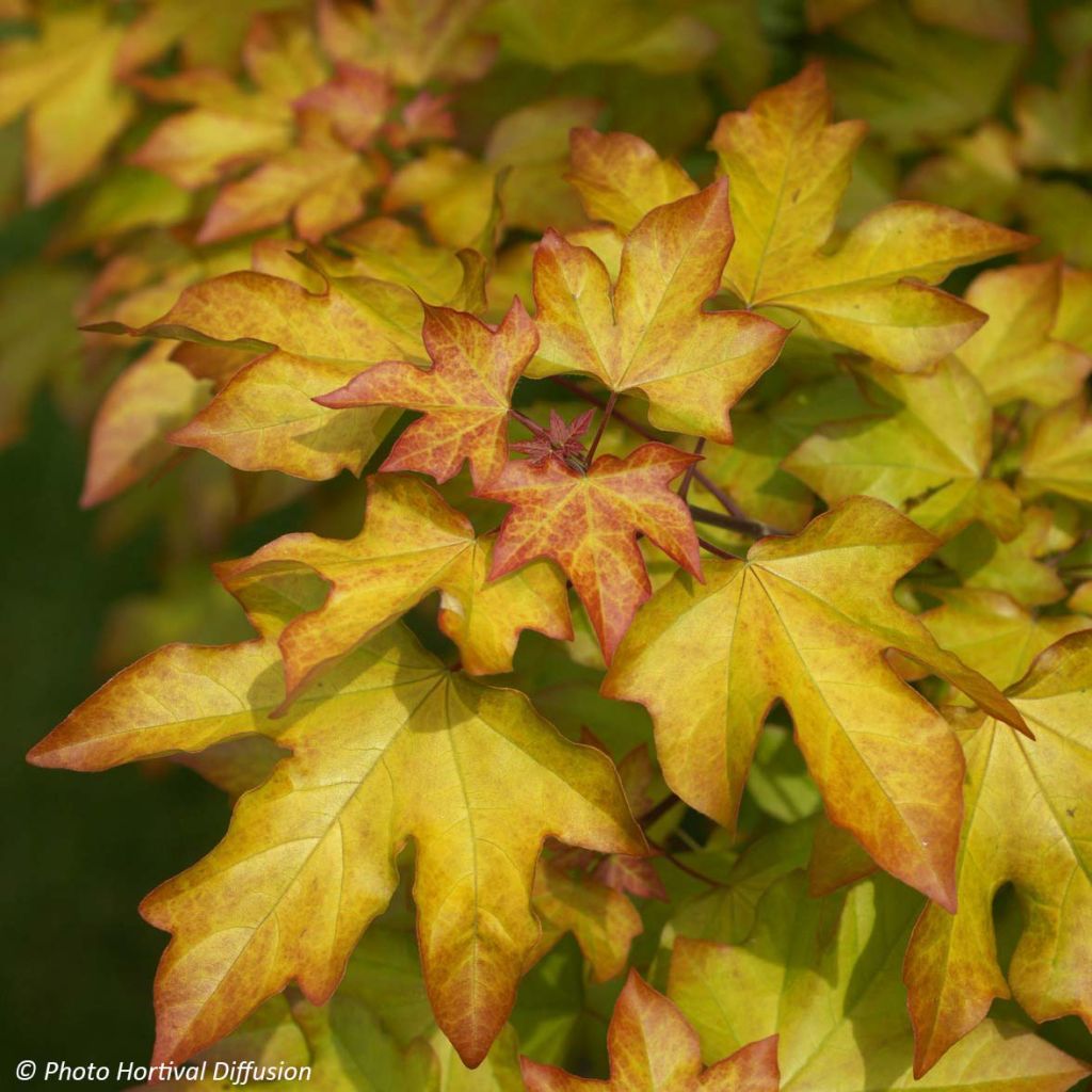 Erable - Acer X ORIENTALIA ®  Minorient ®