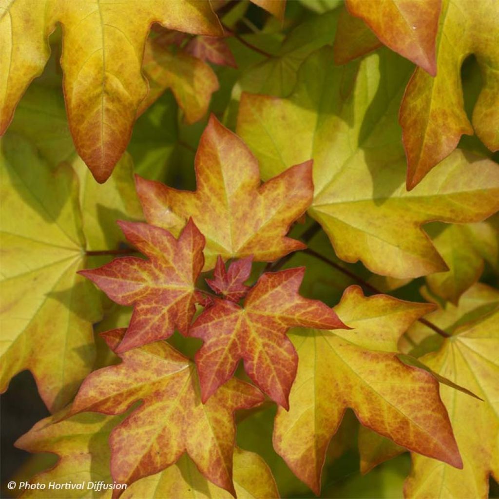 Erable - Acer X ORIENTALIA ®  Minorient ®