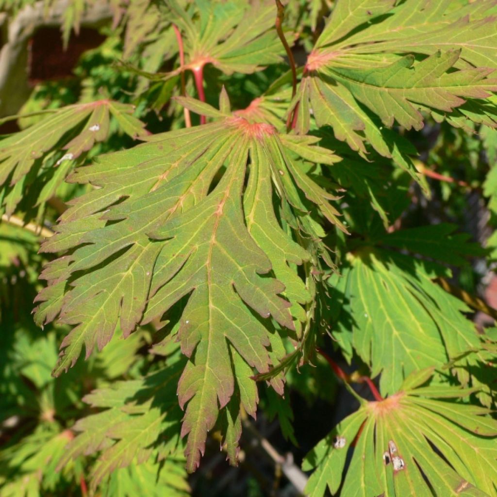 Arce japonés Aconitifolium
