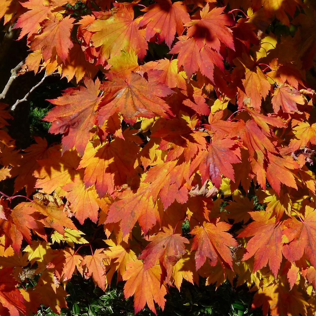 Arce japonés Vitifolium