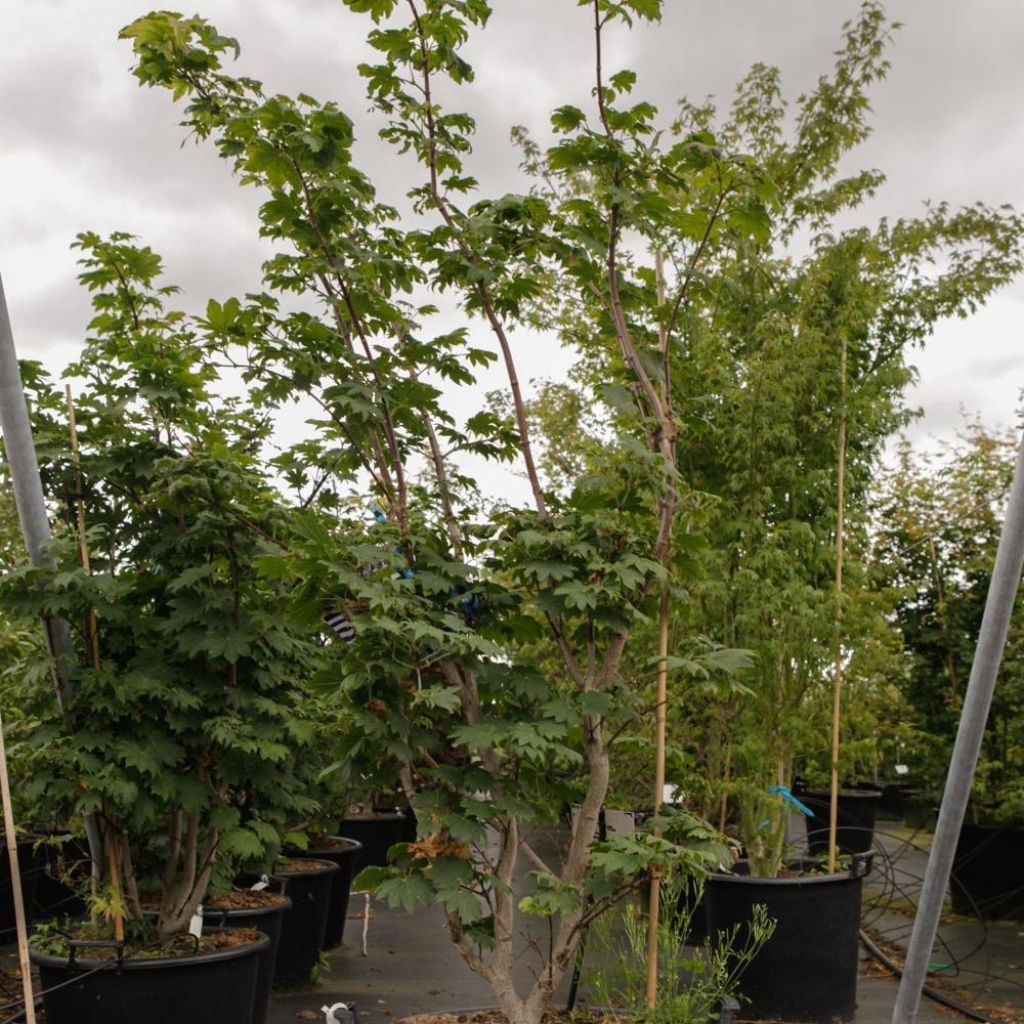 Arce japonés Vitifolium