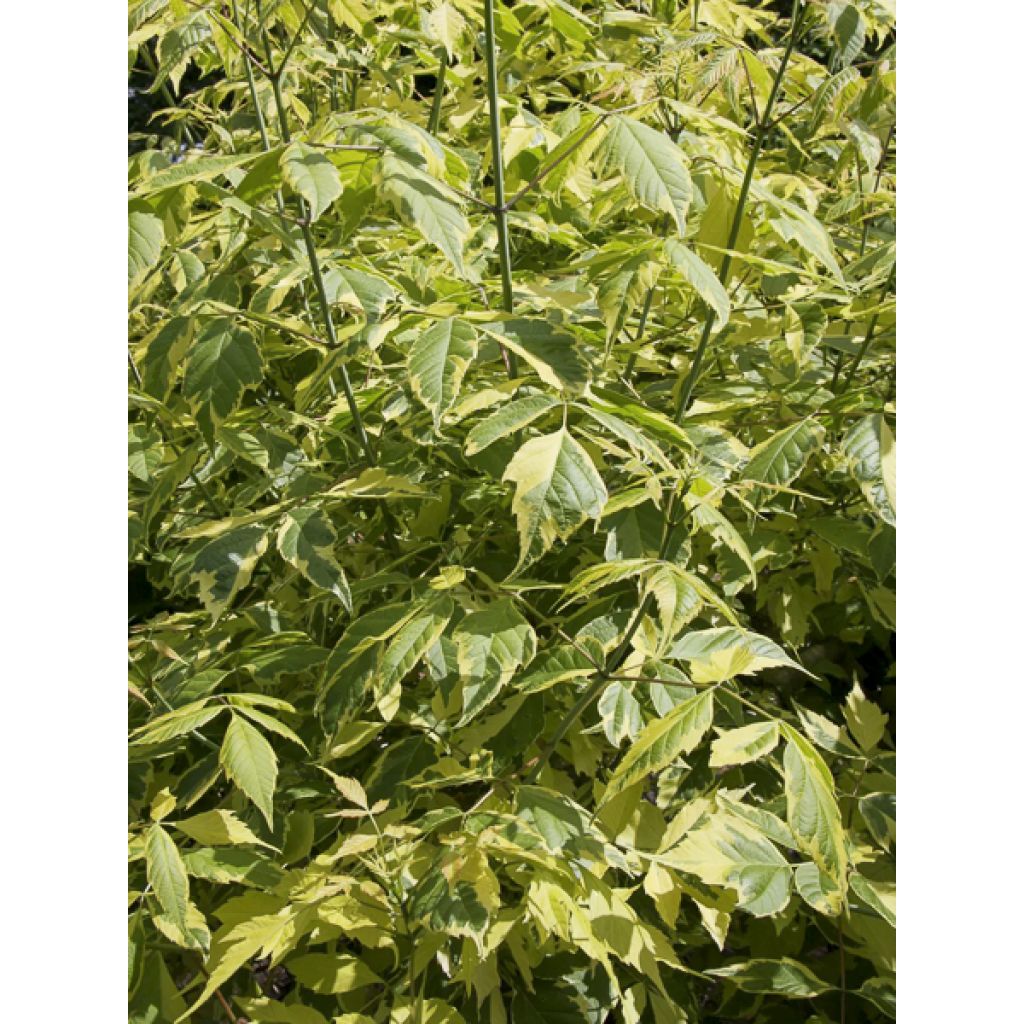Acer negundo Elegans - Acezintle