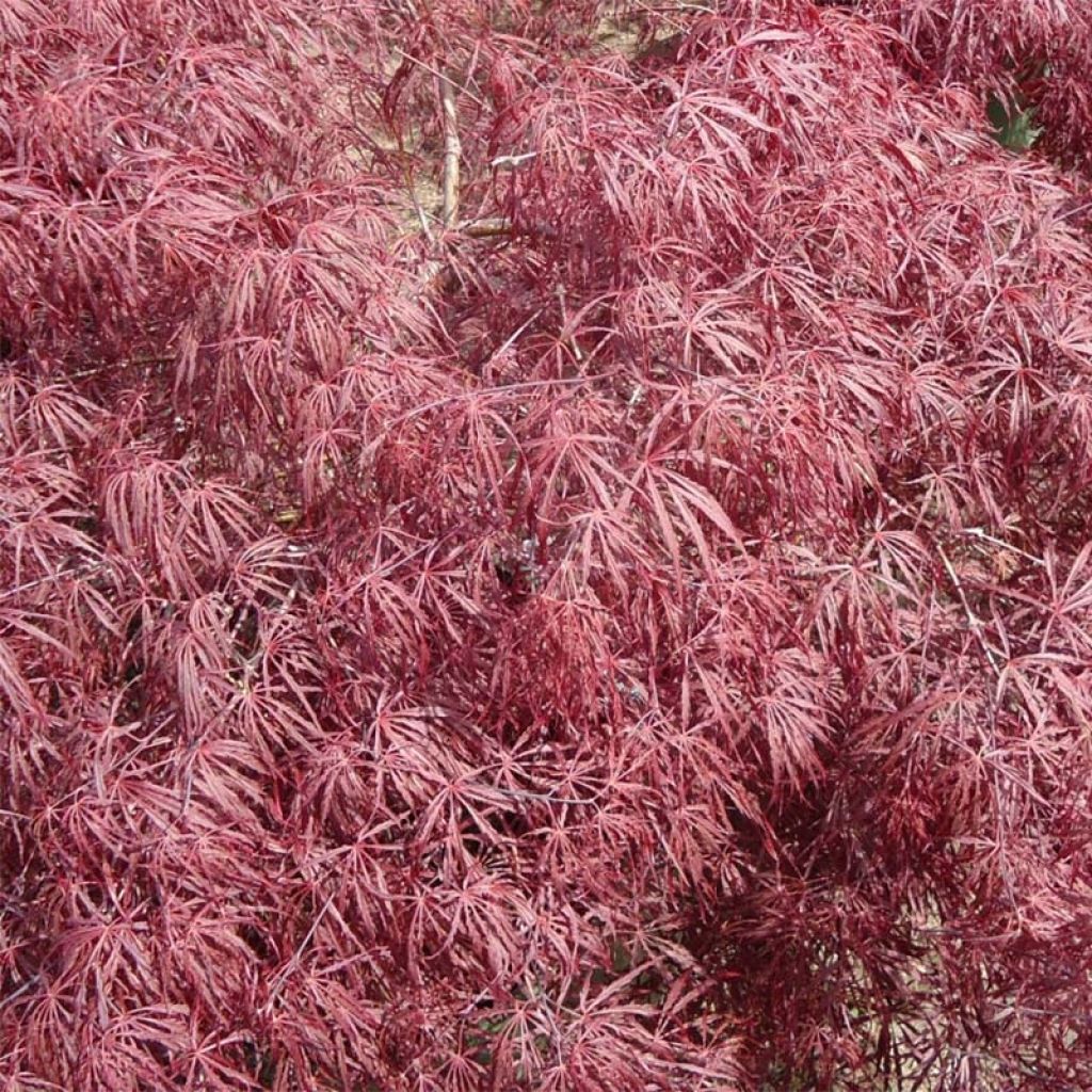 Arce japonés Crimson Queen