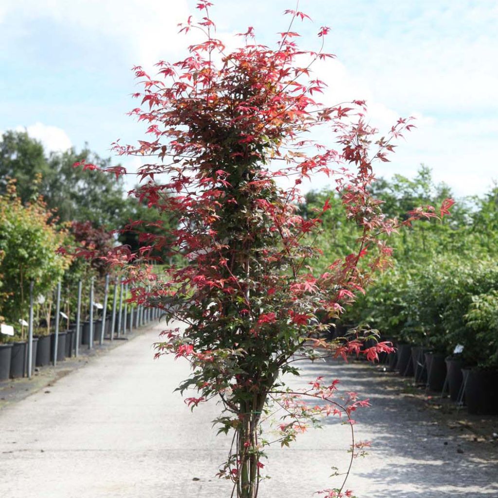 Acer palmatum Deshojo - Arce japonés