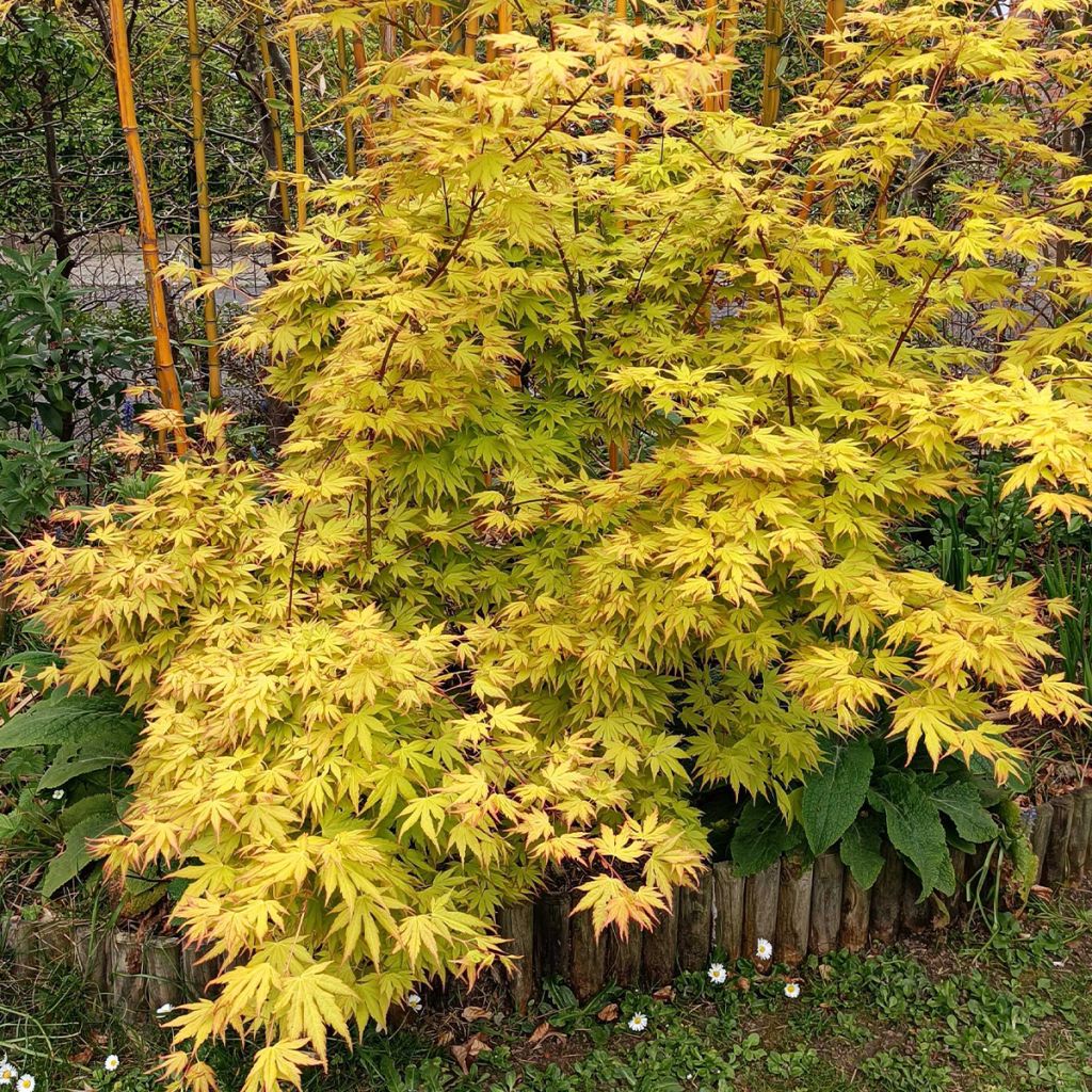 Arce japonés Orange Dream - Acer palmatum