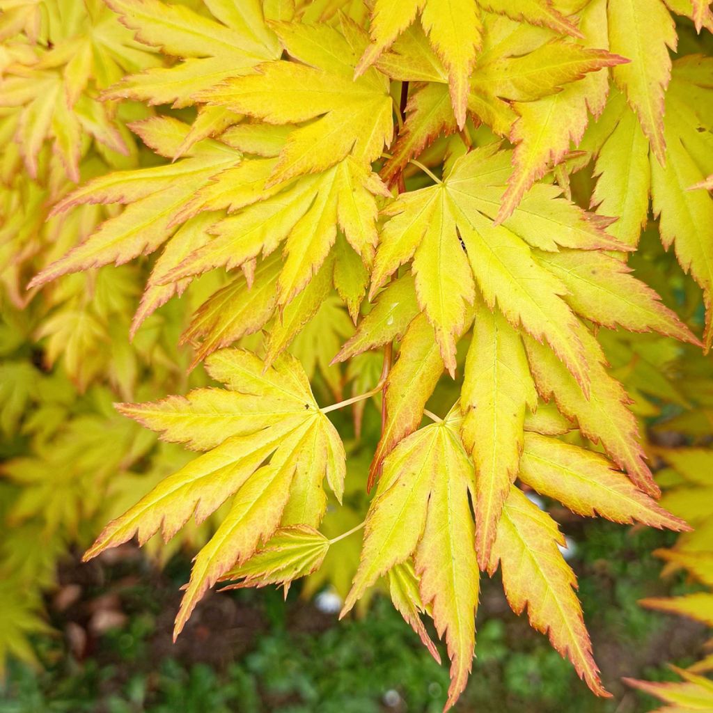 Arce japonés Orange Dream - Acer palmatum
