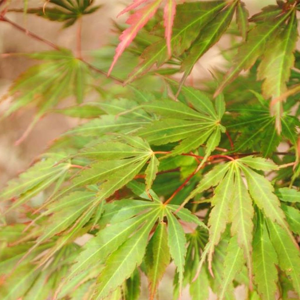 Arce japonés Orange Flame
