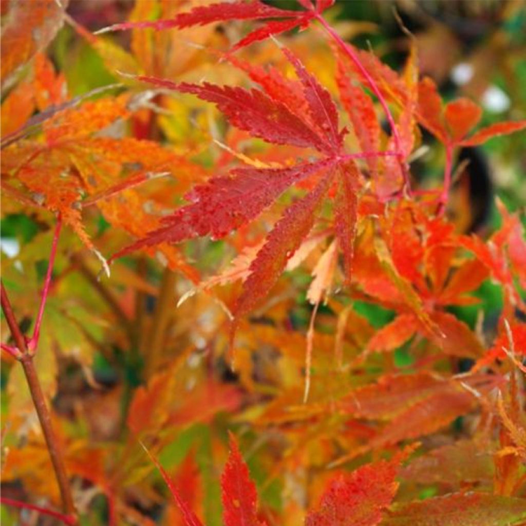 Arce japonés Orange Flame