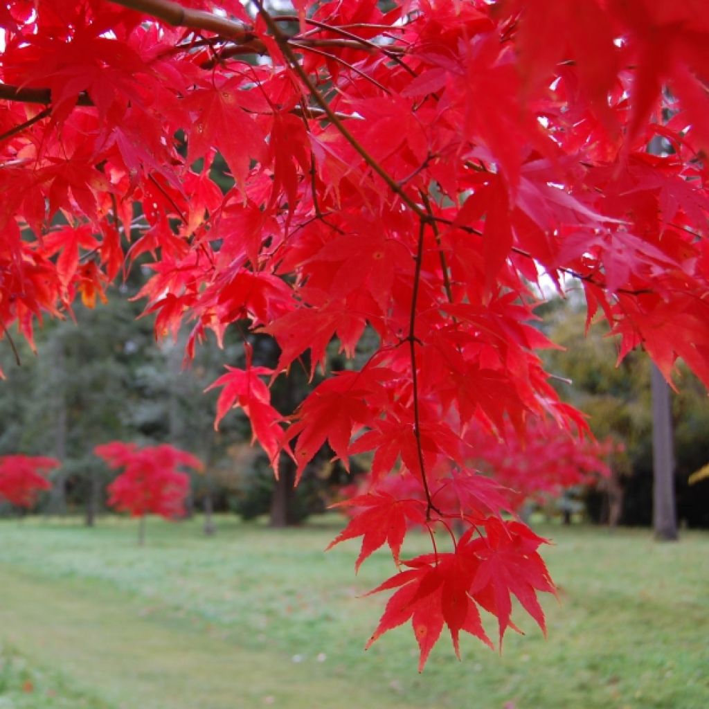 Arce japonés Osakazuki - Acer palmatum
