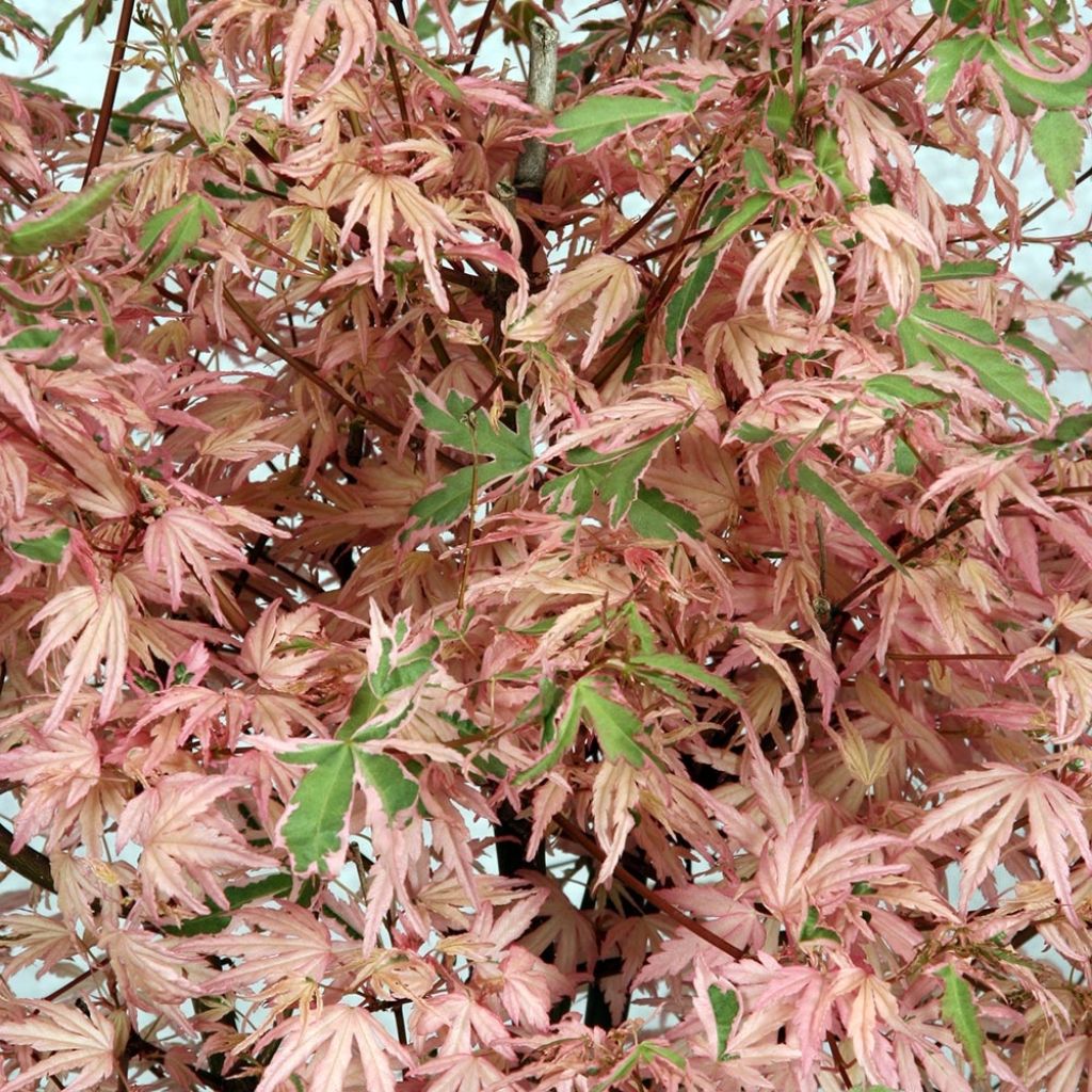 Arce japonés Phoenix
