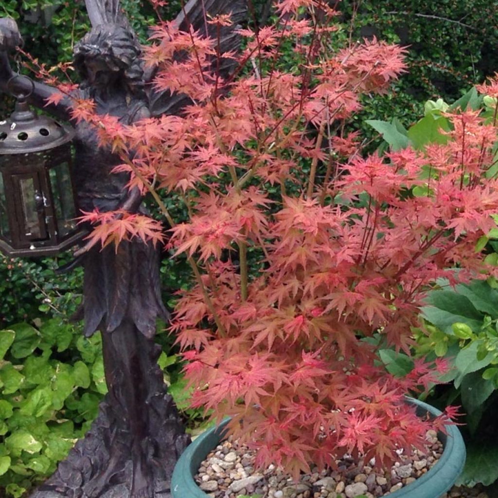 Arce japonés Phoenix