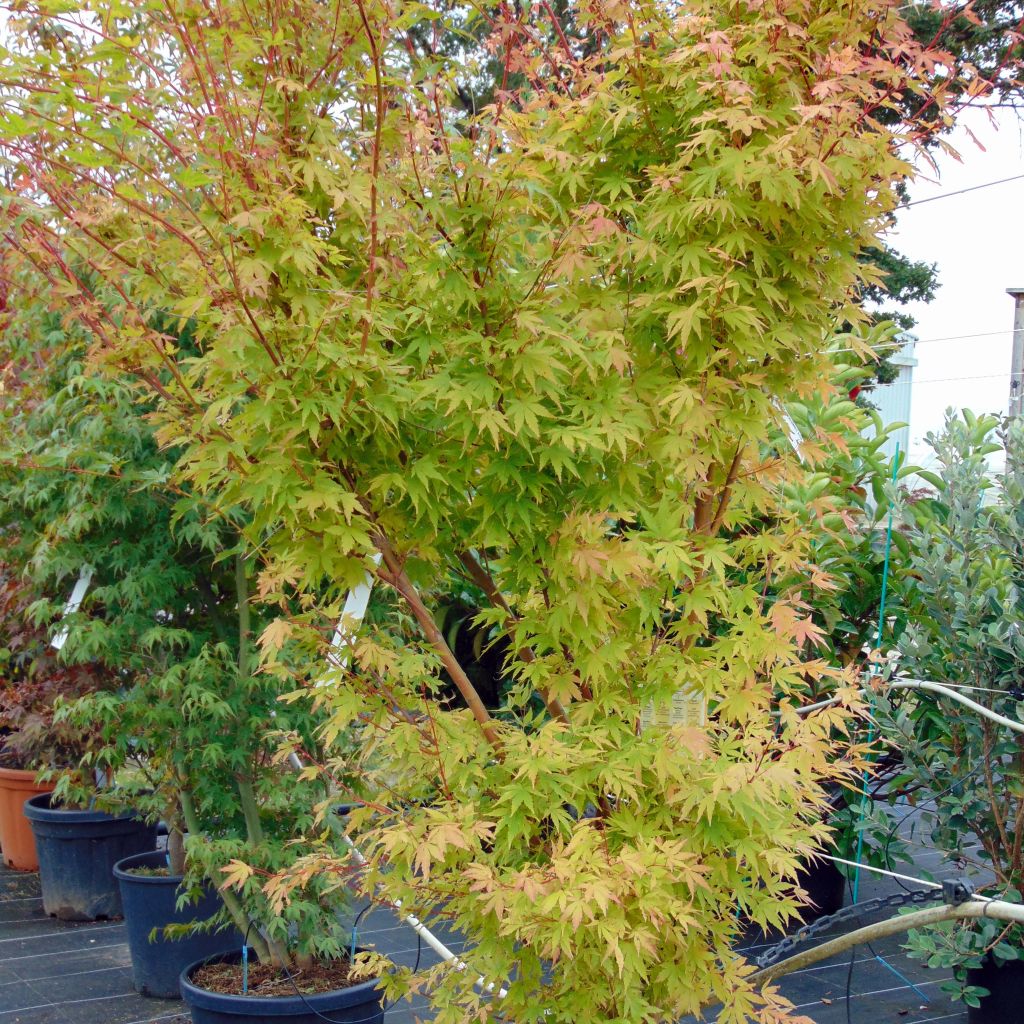 Arce japonés Sangokaku - Acer palmatum
