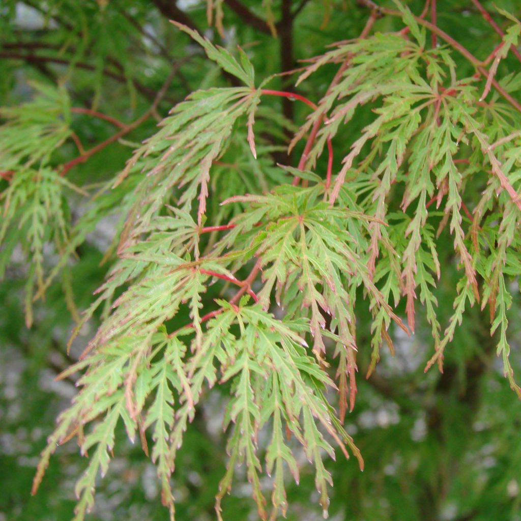 Arce japonés palmeado Seiryu - Acer palmatum