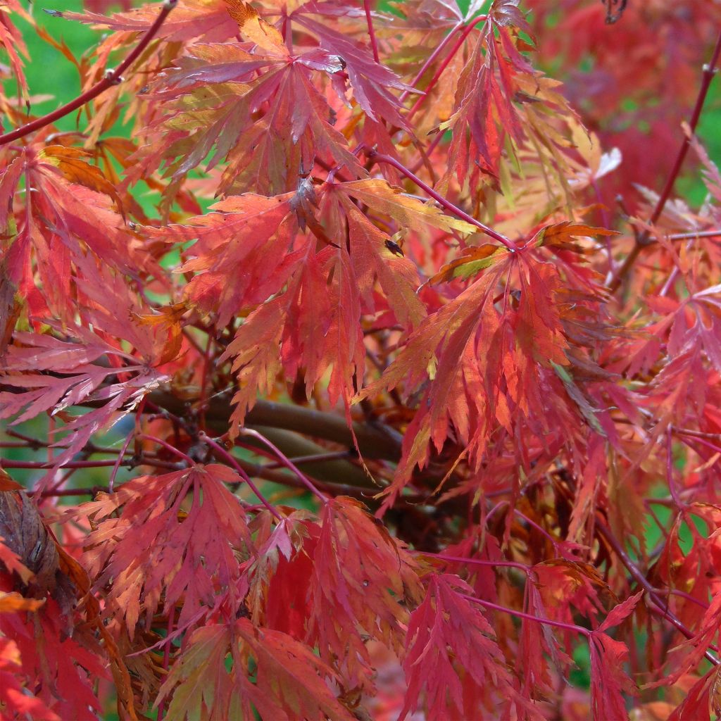 Arce japonés palmeado Seiryu - Acer palmatum