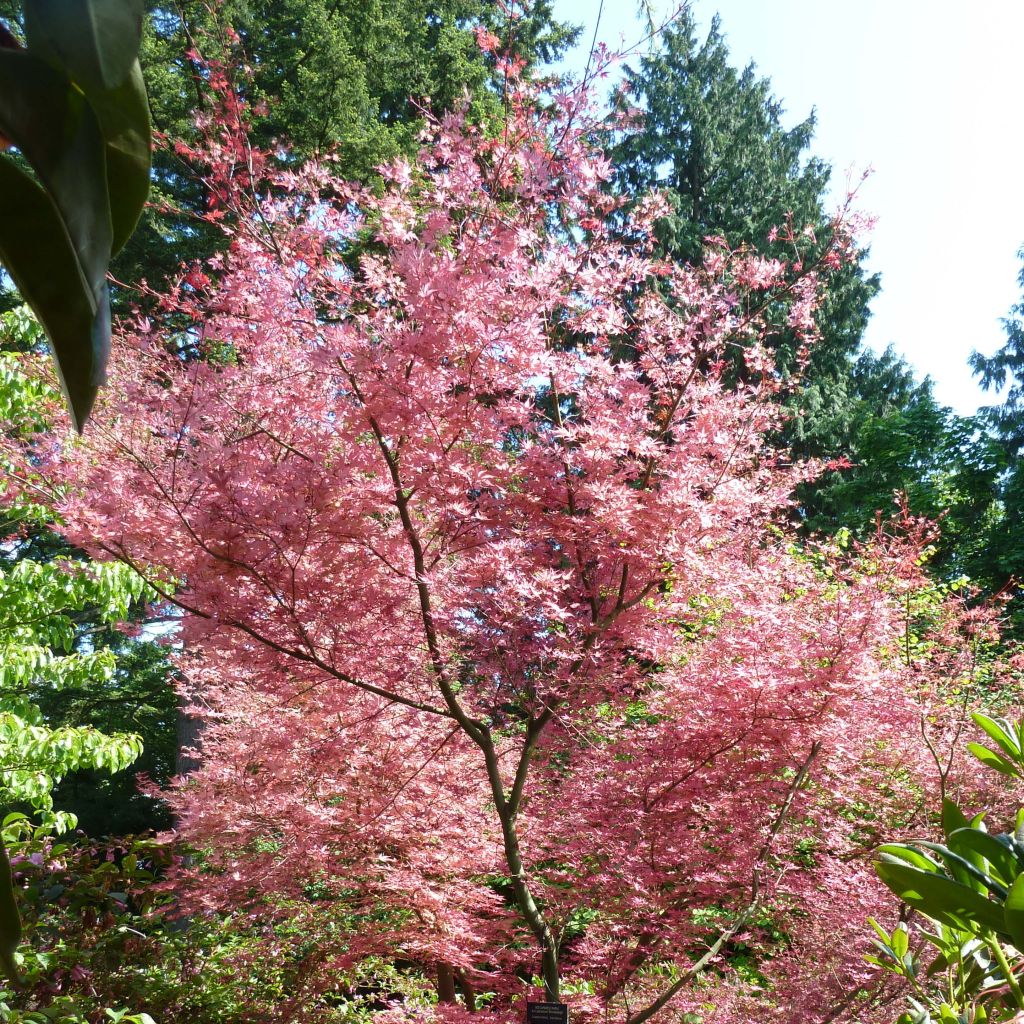 Arce japonés Shindeshojo - Acer palmatum
