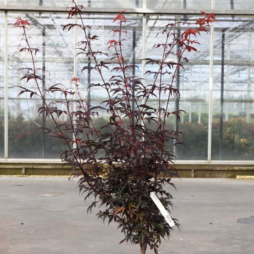 Arce japonés Skeeter's Broom