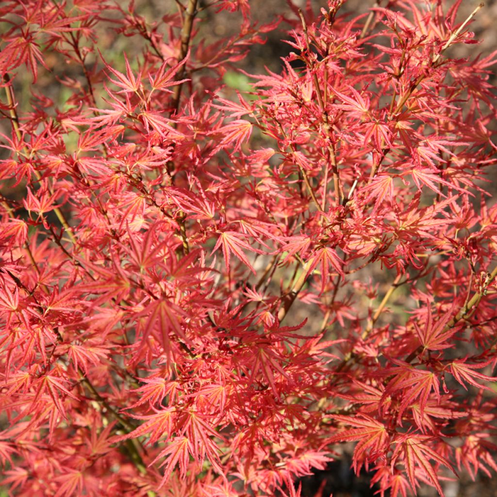 Arce japonés Wilson's Pink Dwarf