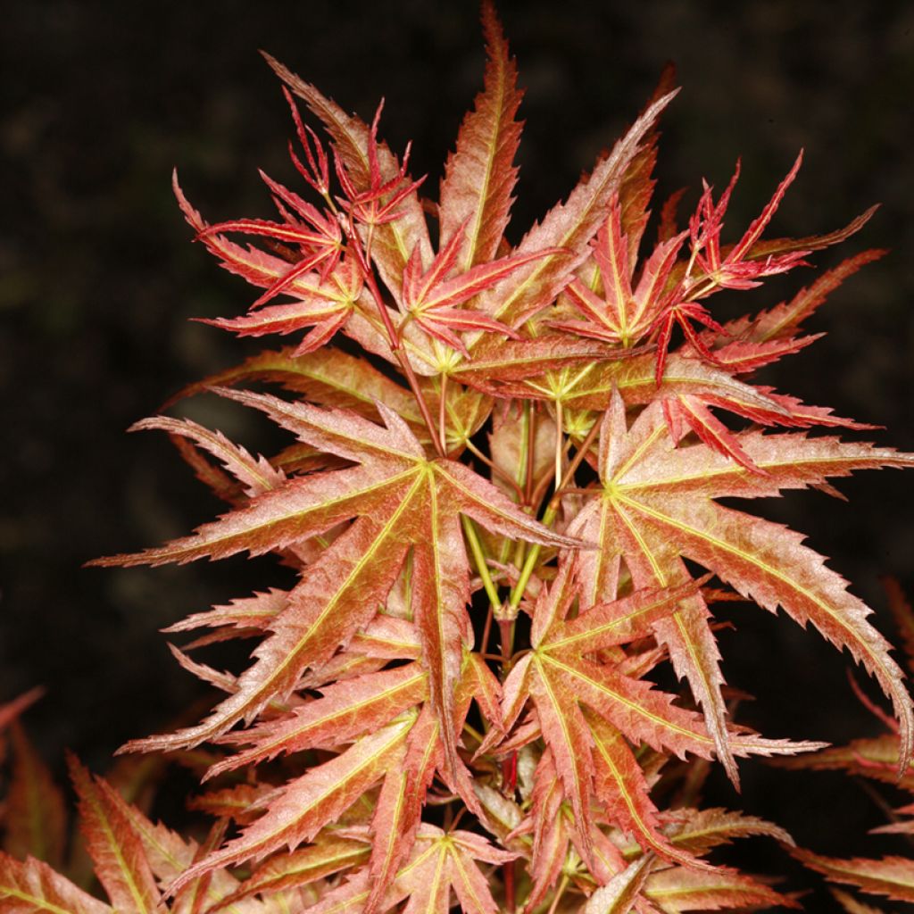Arce japonés Wilson's Pink Dwarf