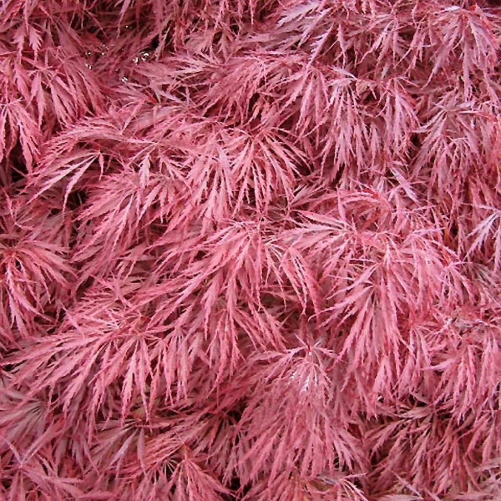 Arce japonés Dissectum Atropurpureum - Acer palmatum