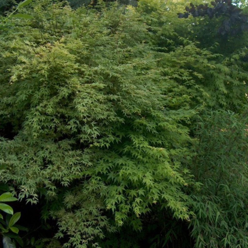 Arce japonés - Acer palmatum