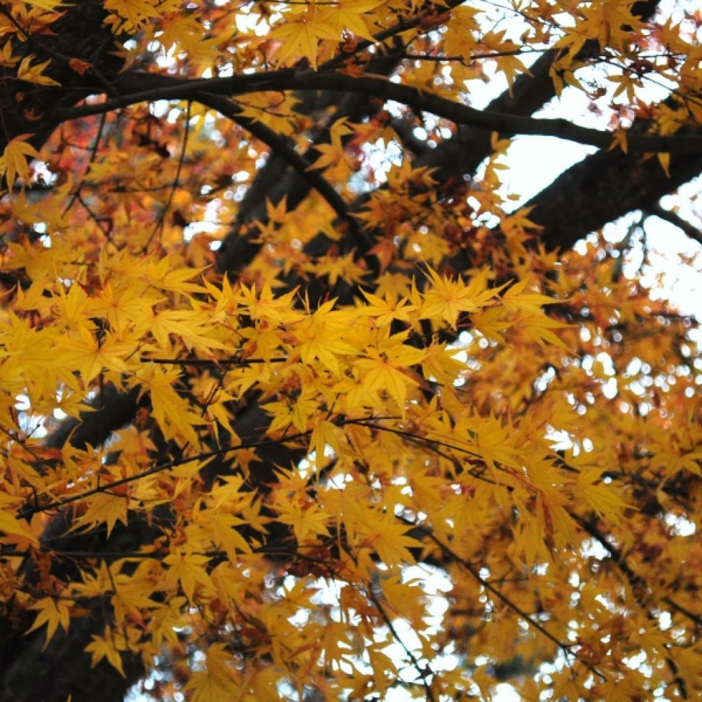 Arce japonés - Acer palmatum