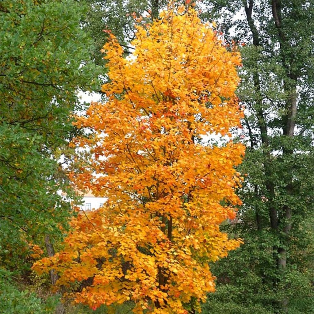 Arce real Columnare - Acer platanoides