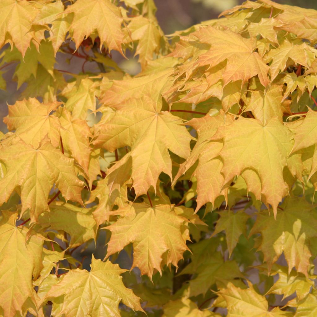 Arce real Golden Globe - Acer platanoides