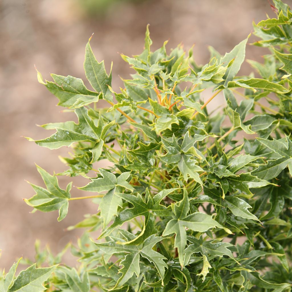 Arce real Novush - Acer platanoides