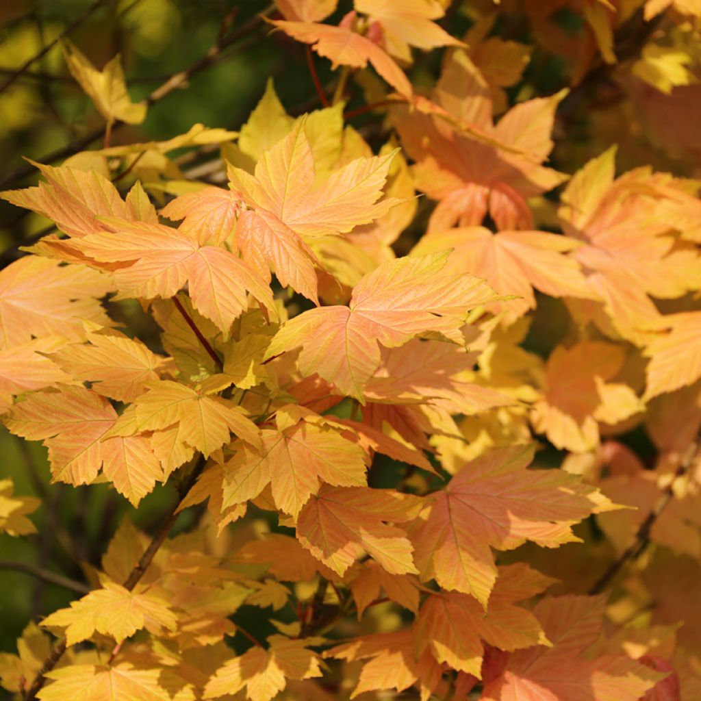 Acer pseudoplatanus Leat's Cottage - Arce blanco