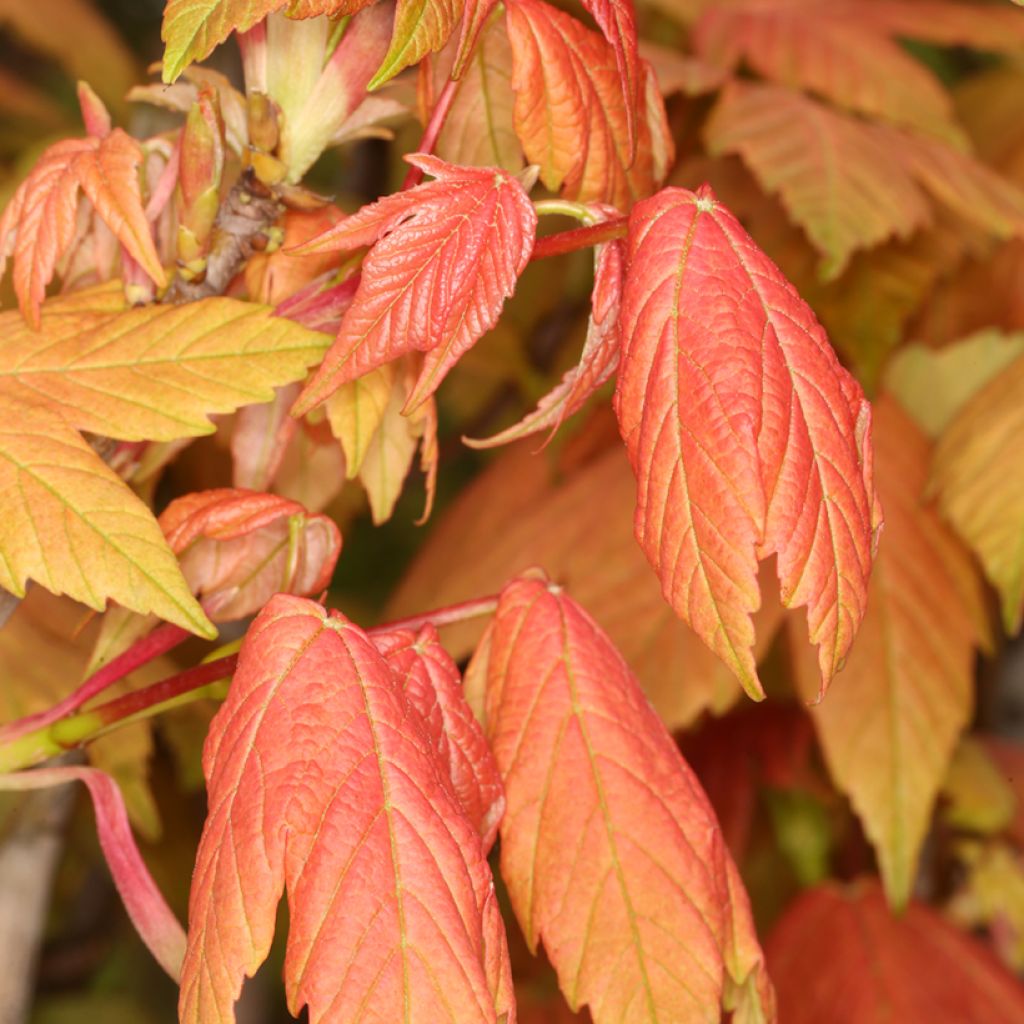 Acer pseudoplatanus Leat's Cottage - Arce blanco