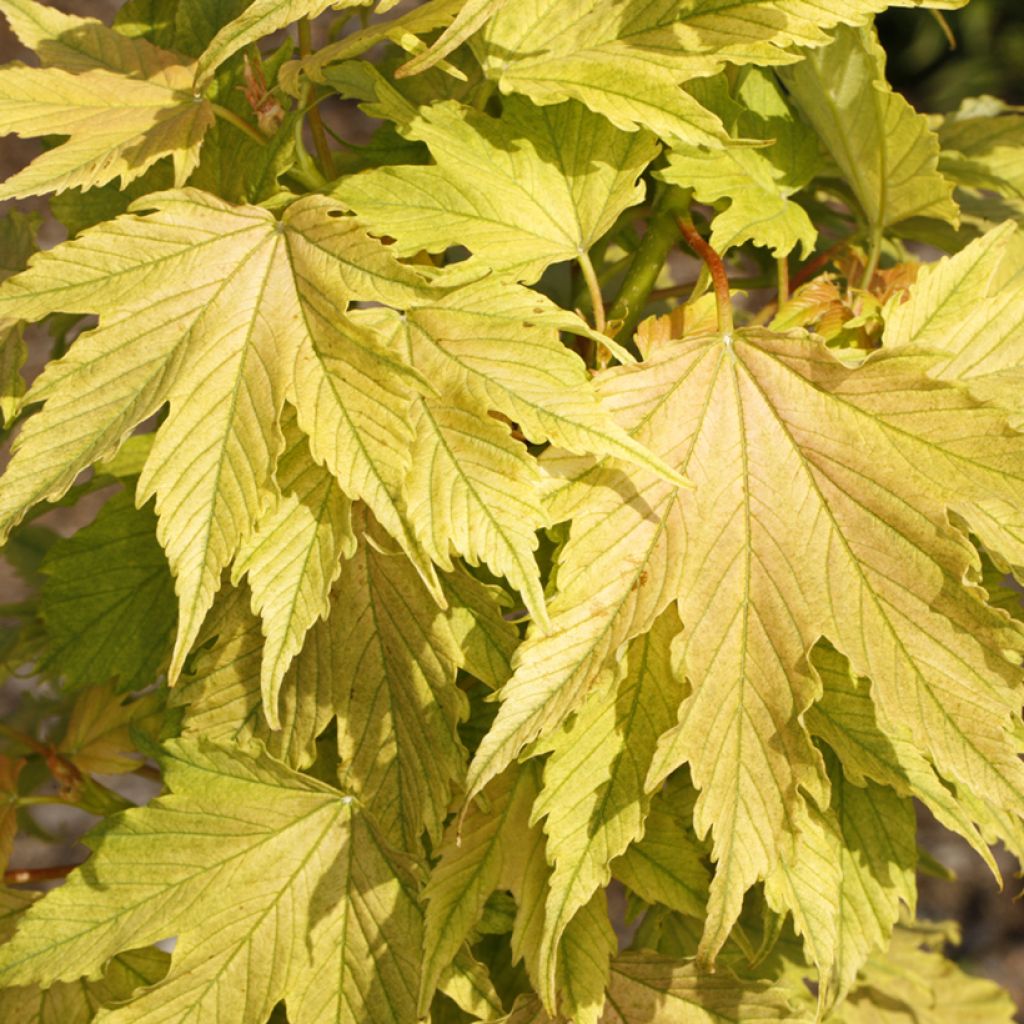 Acer pseudoplatanus Sunshine - Arce blanco