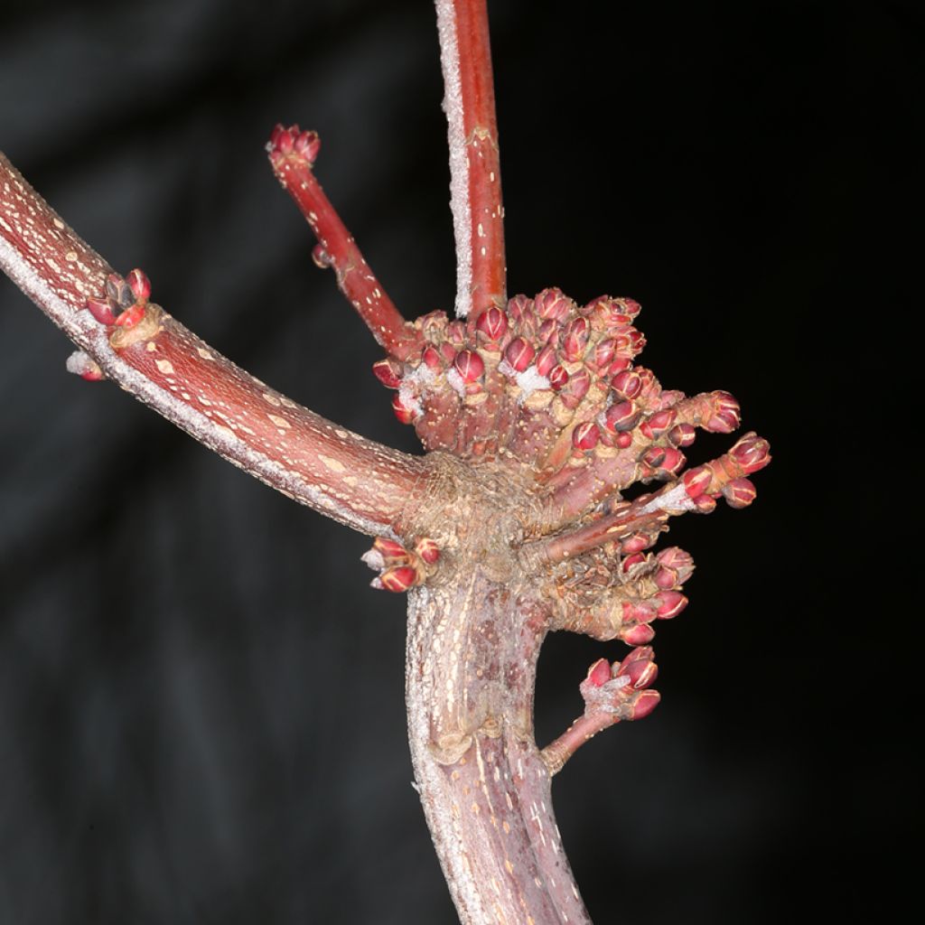 Acer rubrum Sekka - Arce de Canadá