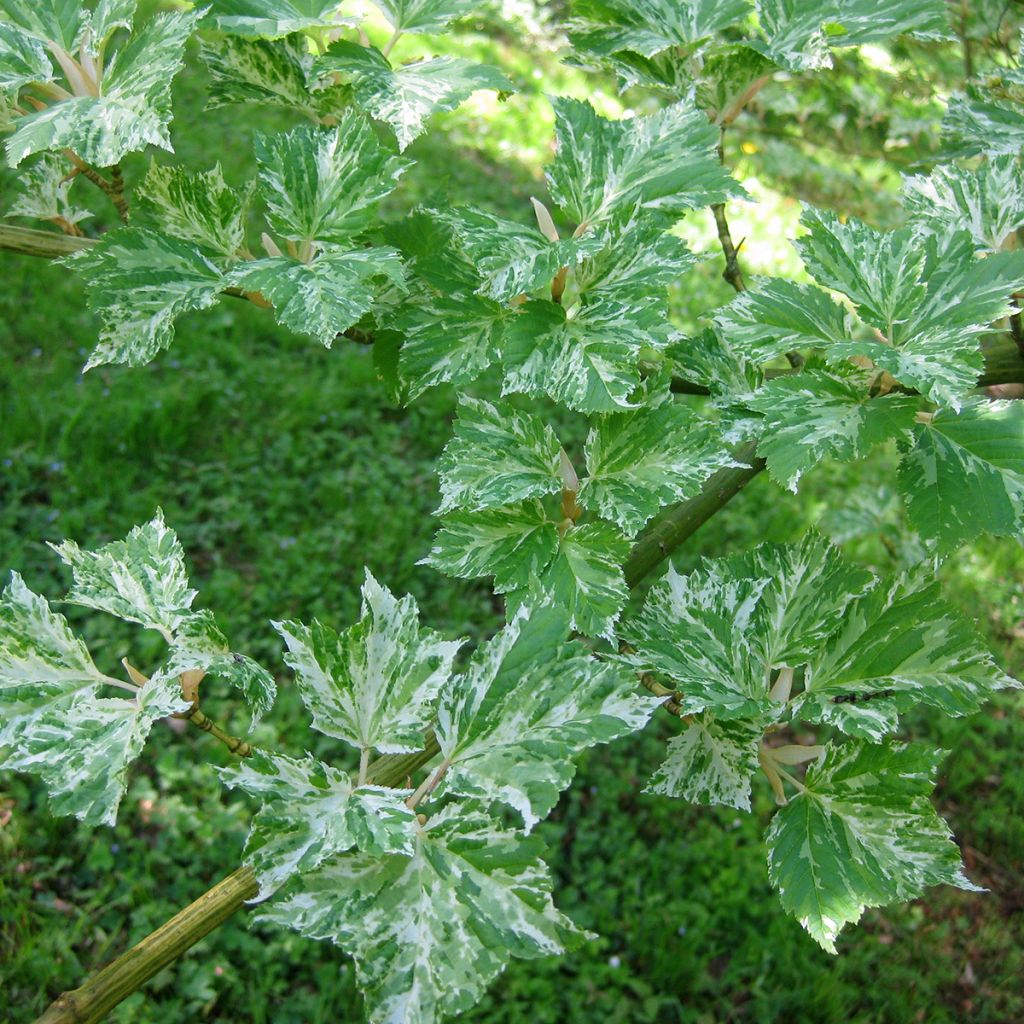 Acer rufinerve Albolibatum - Arce de venas rojas