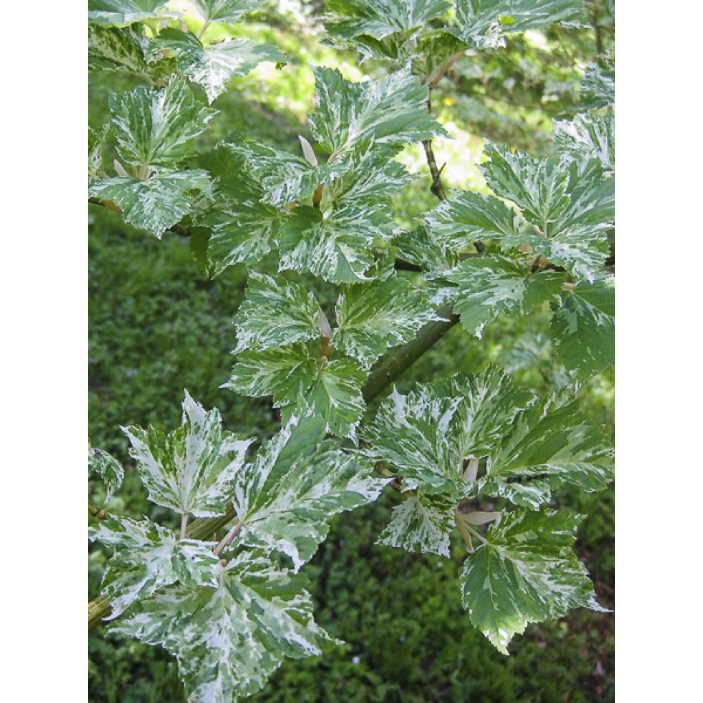 Acer rufinerve Albolibatum - Arce de venas rojas