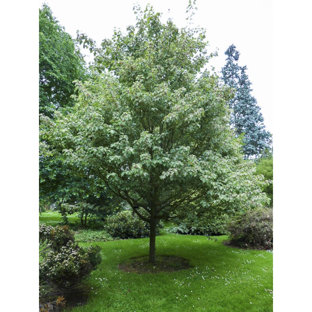 Acer rufinerve Albolibatum - Arce de venas rojas