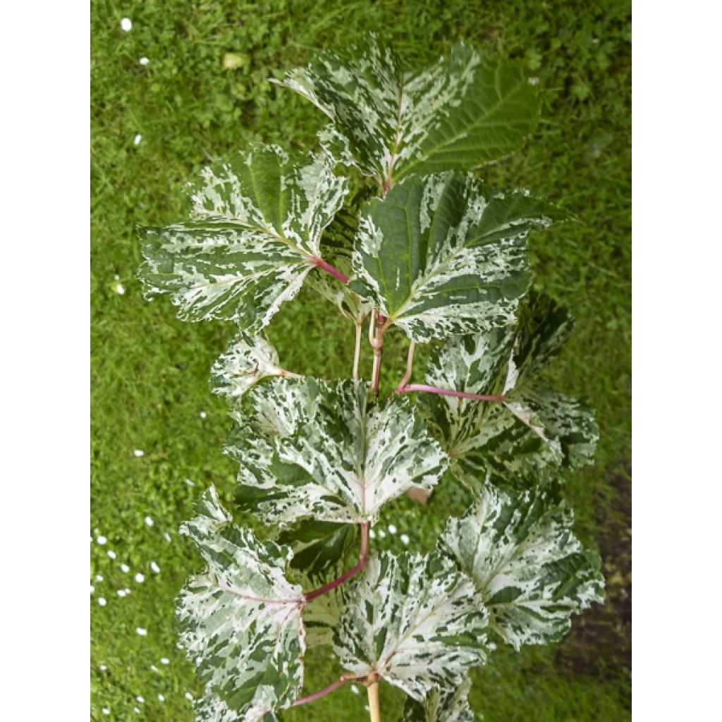 Acer rufinerve Albolibatum - Arce de venas rojas