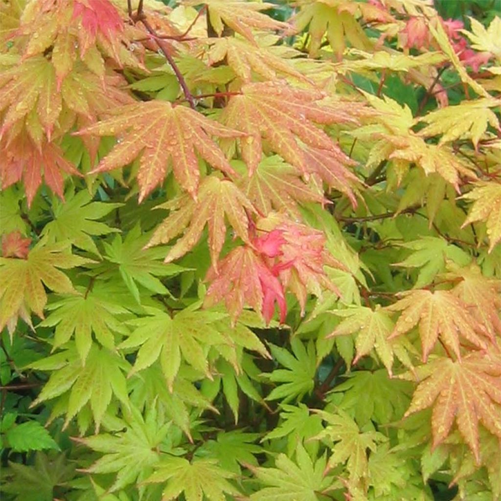 Arce de Shirasawa Autumn Moon - Acer shirasawanum